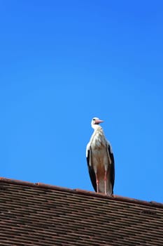 Stork's Nest in Riedlingen, Riedlingen is a city in Germany with many historical attractions