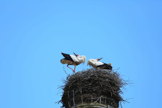 Stork's Nest in Riedlingen, Riedlingen is a city in Germany with many historical attractions
