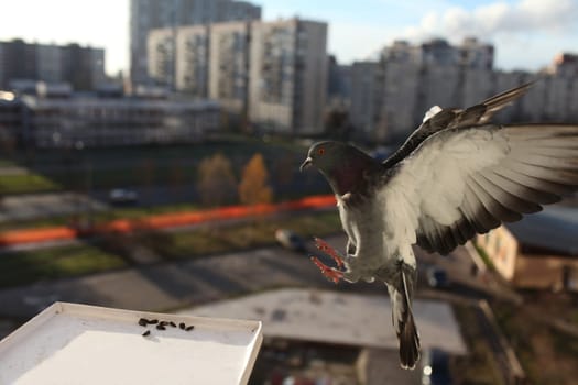city pigeon with outspread wings in fligh