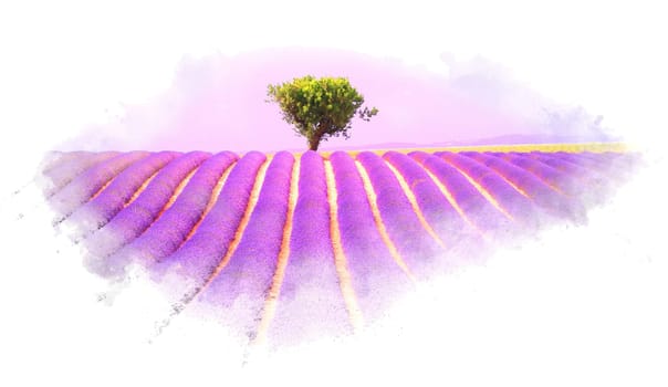 Lavender field in Provence, watercolor effect illustration