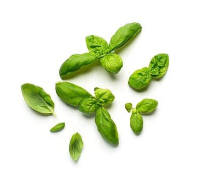 Fresh sweet Genovese basil leaves isolated on white background cutout. - Image
