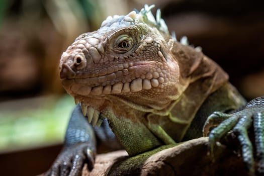 Lesser Antillean iguana, a critically endangered large arboreal lizard.