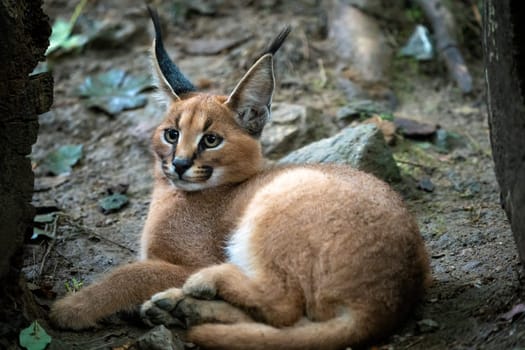 Portrait of young caracal. Young caracal lying on a tree trunk.