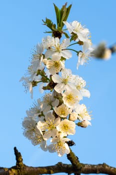 Cherry Blossoms on a blue sky. Spring floral background. Cherry flowers blossoming in the springtime.