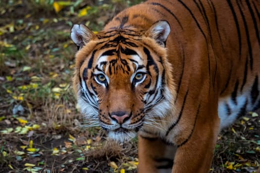 Portrait of Malayan tiger Panthera tigris jacksoni.