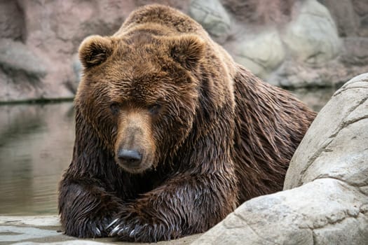 Kamchatka Brown bear Ursus arctos beringianus . Brown fur coat, danger and aggresive animal. Big mammal from Russia.