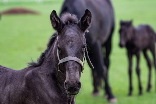 Foals in the meadow. Black kladrubian horse.