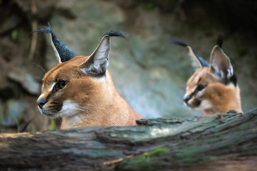 Portrait of a female Caracal and young caracal in background.
