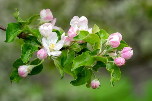 Blooming apple tree in spring time. Spring nature.