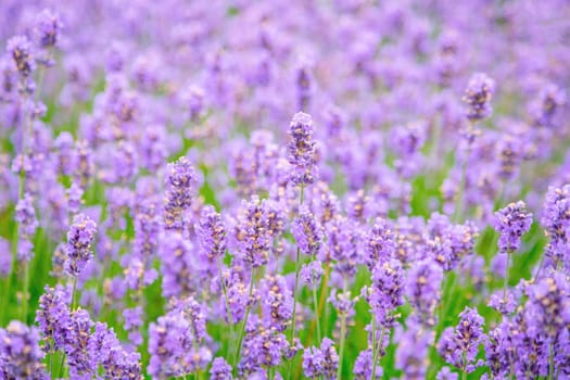 Lavender flower on the field. Close up of lavender flower over blurred background. Soft and blur style for background. Shallow depth of field