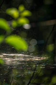 Shining water drops on spider web on green forest background in Latvia. Spider web is web made by spider. Spider net in nature.