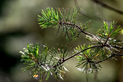 Spider web on the pine tree on green forest background.. Cobweb. Spider web is web made by spider. Spider net in nature.