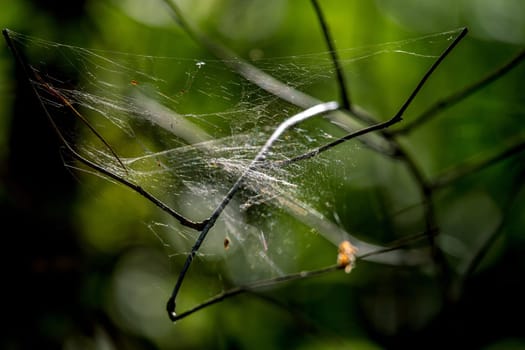 Shining water drops on spider web on green forest background in Latvia. Spider web is web made by spider. Spider net in nature.