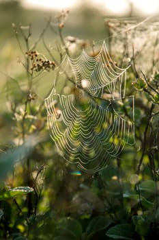 Shining water drops on spider web on green forest background in Latvia. Spider web is web made by spider. Spider net in nature.