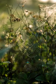 Shining water drops on spider web on green forest background in Latvia. Spider web is web made by spider. Spider net in nature.