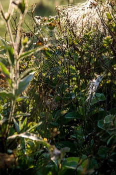 Shining water drops on spider web on green forest background in Latvia. Spider web is web made by spider. Spider net in nature.