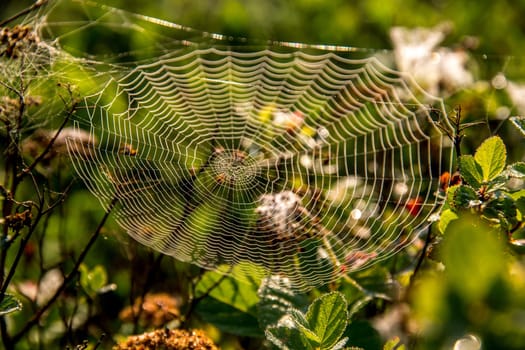 Shining water drops on spider web on green forest background in Latvia. Spider web is web made by spider. Spider net in nature.