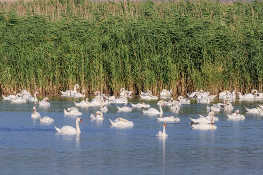 white swans on lake. Danube Delta, Romania