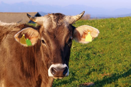 A pretty brown cattle on a meadow in Bavaria. A cow with horns
