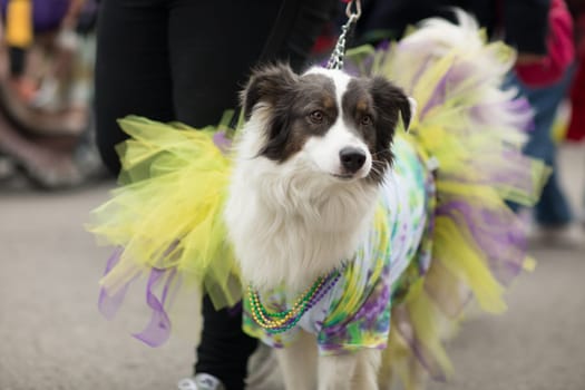 St. Louis, Missouri, USA - February 04, 2018, The Beggin’ Pet Parade is part the Soulard neighborhood Mardi gras celebrations in St. Louis, and it consist of dogs in costume and their owners marching down the streets in the neighborhood.