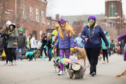 St. Louis, Missouri, USA - February 04, 2018, The Beggin’ Pet Parade is part the Soulard neighborhood Mardi gras celebrations in St. Louis, and it consist of dogs in costume and their owners marching down the streets in the neighborhood.
