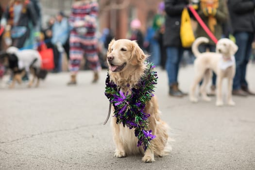 St. Louis, Missouri, USA - February 04, 2018, The Beggin’ Pet Parade is part the Soulard neighborhood Mardi gras celebrations in St. Louis, and it consist of dogs in costume and their owners marching down the streets in the neighborhood.