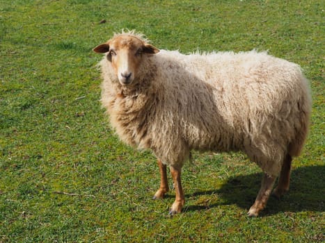 sheep
