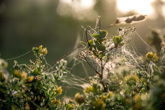 Shining water drops on spider web on green forest background in Latvia. Spider web is web made by spider. Spider net in nature.