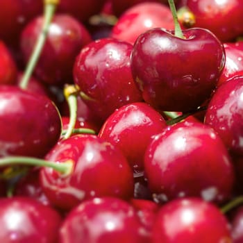 Fresh rich cherries. Fruit background. Shallow DOF. Close-up.