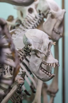 Human skull on a skeleton on display in a natural history museum