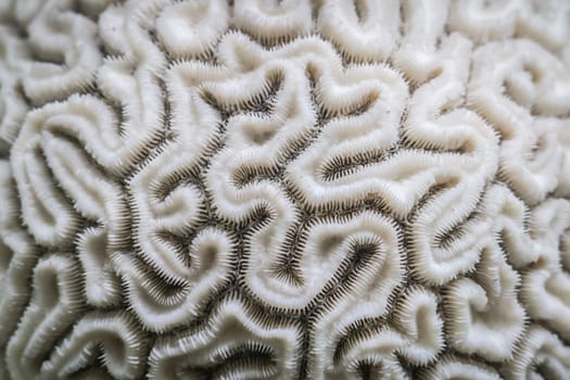 Abstract background - the brain coral close-up that looks like the inside of human brain