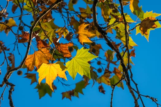 Backlit green, yellow and orange leaves on trees on an autumn day in a park with a blue sky background