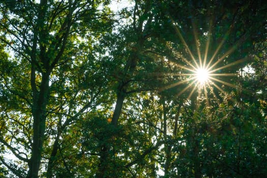 Sunrays in the forest woods in summer in England
