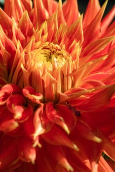 Picture of a bud of a red, orange and yellow Cactus Dahlia flower close up