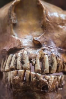 Animal skeleton jaw on display in a natural history museum