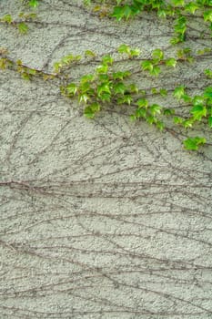 Green ivy climbing on the white house wall