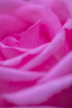 Soft focus closeup image of the petals of pink rose in the garden in spring