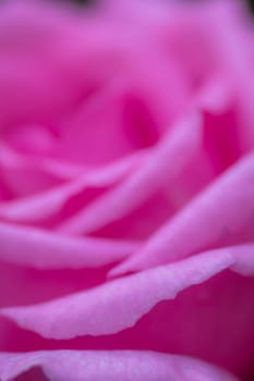 Soft focus closeup image of the petals of pink rose in the garden in spring