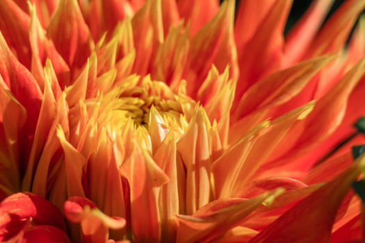 Picture of a bud of a red, orange and yellow Cactus Dahlia flower close up