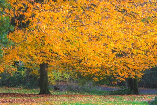 Red, orange and yellow leaves on trees on an autumn day in a park