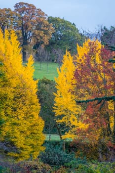 Red, orange and yellow leaves on trees on an autumn day in a park