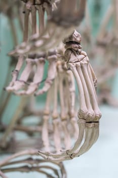 Human skeleton hand on display in a natural history museum
