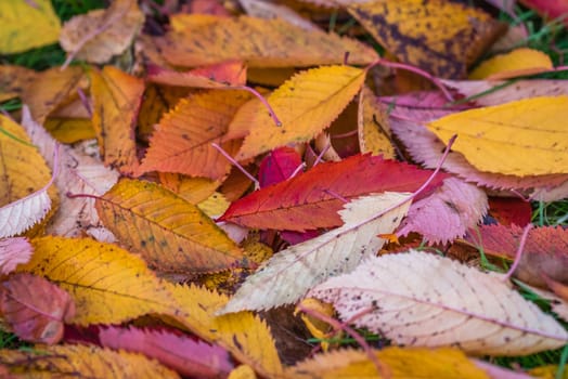 Colorful autumn red purple and yellow leaves on the ground in the park