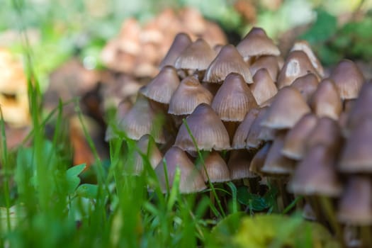 Batch of beautiful small mushrooms on the meadow ground in spring