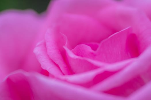 Soft focus closeup image of the petals of pink rose in the garden in spring