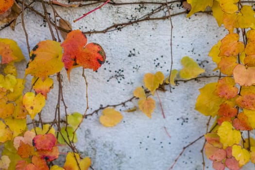 Colorful autumn leaves climbing on the white house wall