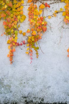 Colorful autumn leaves climbing on the white house wall