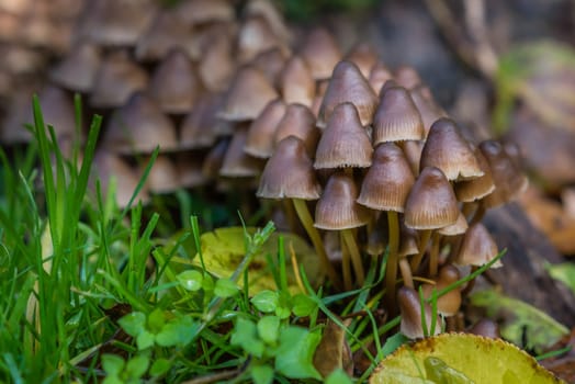 Batch of beautiful small mushrooms on the meadow ground in spring