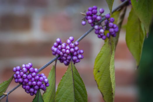 Violet berries of callicarpa pedunculata plant growing on a branch in the garden