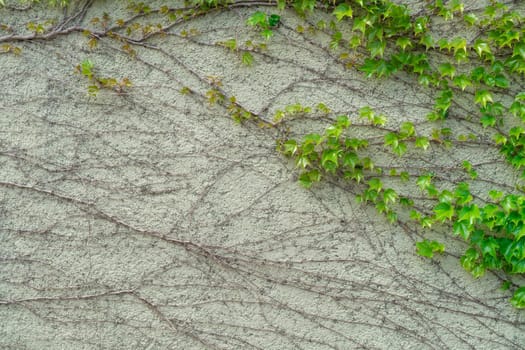 Green ivy climbing on the white house wall